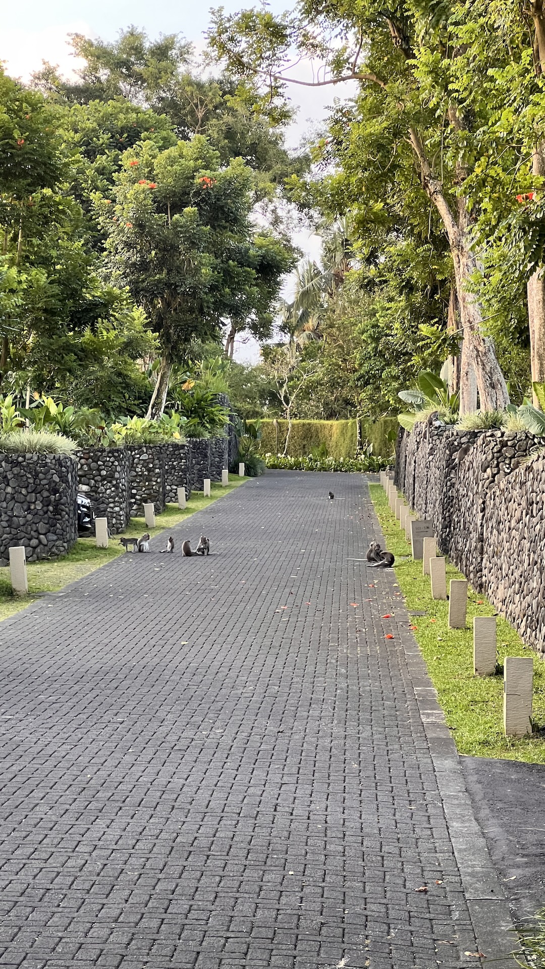Alila Ubud - Monkeys